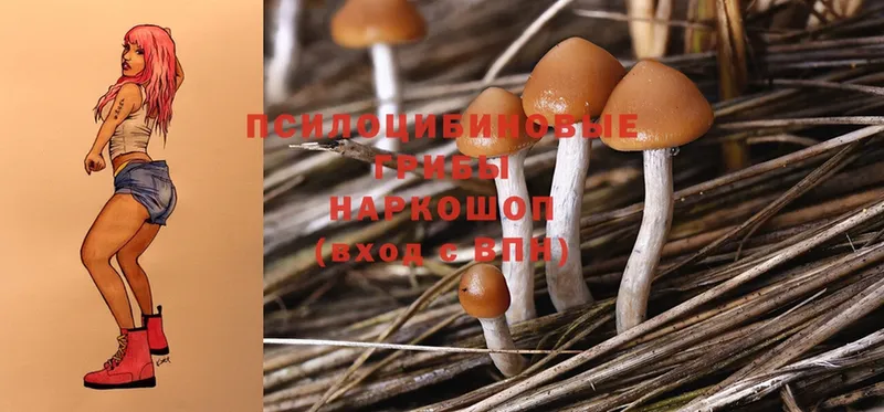 Псилоцибиновые грибы Psilocybe  где продают   Уварово 